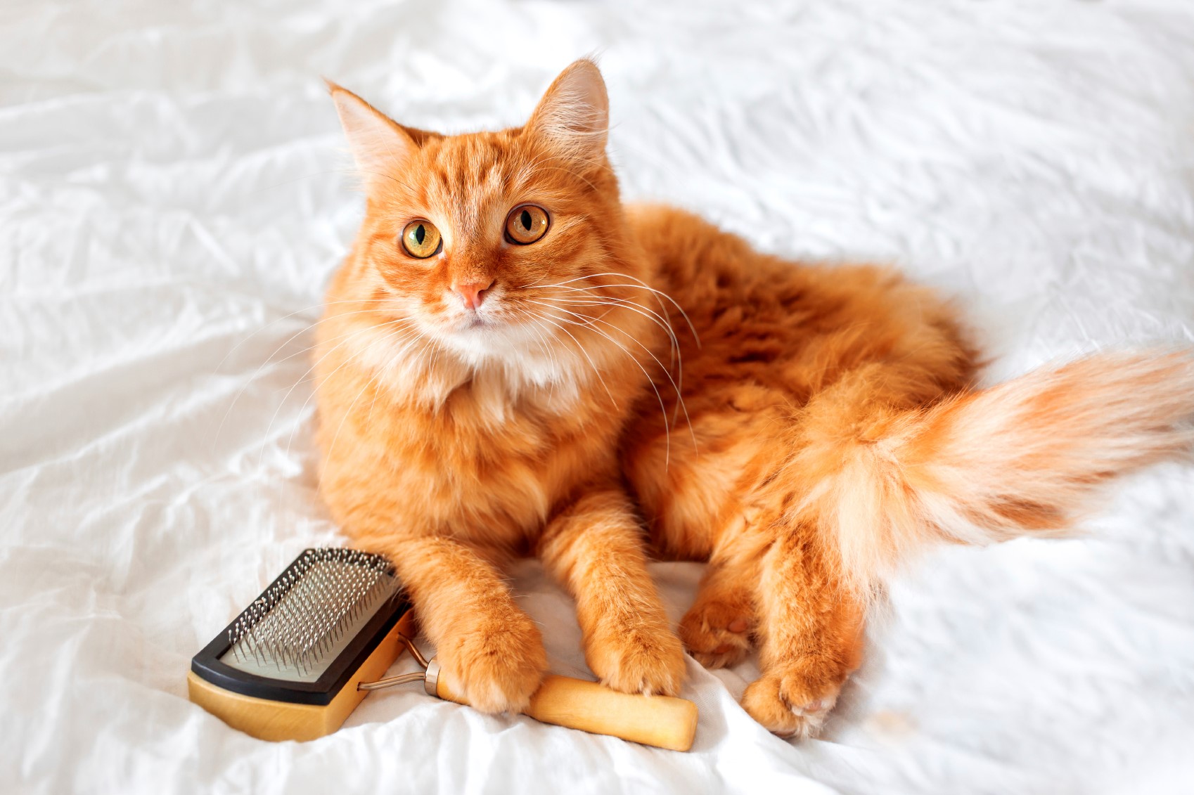 Kedi tarama
